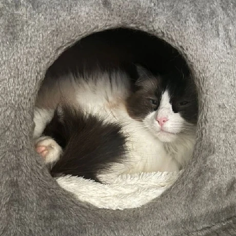 Code to Tree logo